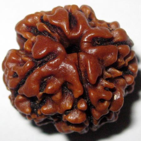 4 Mukhi Rudraksha