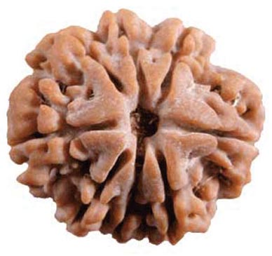 8 Mukhi Rudraksha
