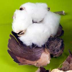 Raw cotton, Packaging Type : Loose