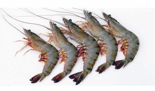 Black Tiger Shrimp