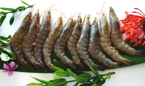 Vannamei Shrimp