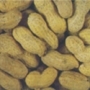 Groundnut