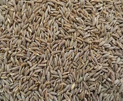 10.Cumin Seeds