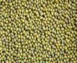 Green gram, Drying Process : Sun Dried