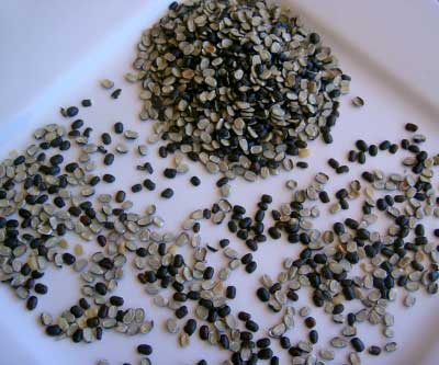 Moong dal, Packaging Size : 1 Kg