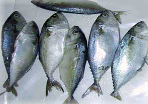 Frozen fish, Storage Condition : Frozen