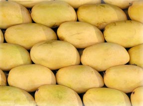 Mango, Maturity : 100%