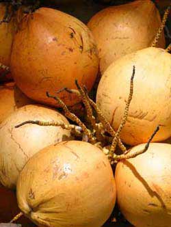 Fresh Coconuts