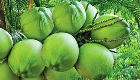 Coconut, Color : Golden White / Brown