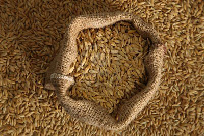 Barley, Drying Process : Sun Dry
