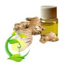 Ginger Oil, Packaging Size : 1 Kg