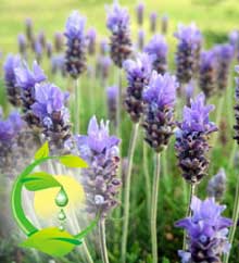 Lavender Oil