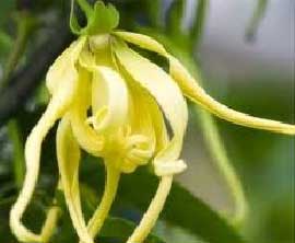 Ylang Ylang Oil