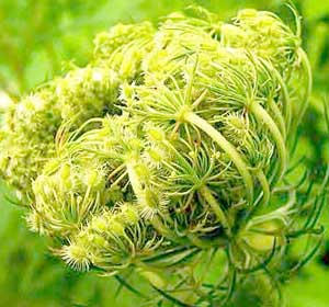 Carrot Seed Oil, For Medicines, Packaging Type : Glass Bottels, Plastic Bottels