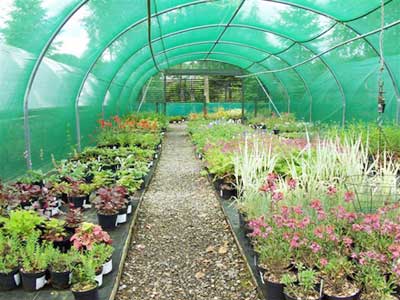 Nursery Plants