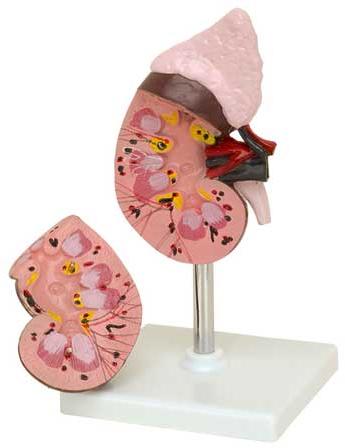 Human Kidney Model