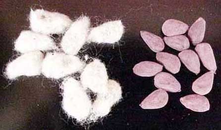 Organic Cotton Seeds