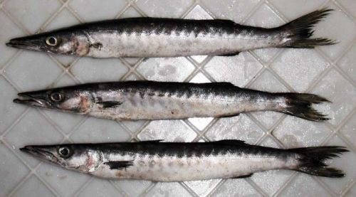 Barracuda Fish, For Cooking, Food, Human Consumption, Making Medicine, Making Oil, Style : Dried