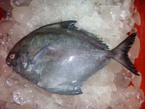 Black Pomfret Fish, For Cooking, Food, Human Consumption, Making Medicine, Making Oil, Style : Dried