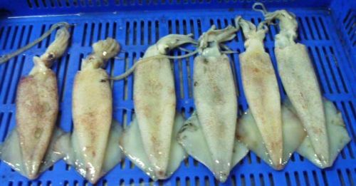 Frozen Squids, Freezing Process : Cold Store Freezing, Individual Quick Freezing