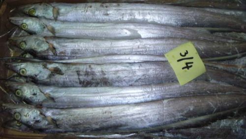 Ribbon Fish, For Cooking, Food, Human Consumption, Making Medicine, Making Oil, Style : Frozen