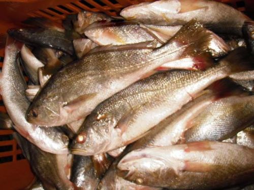 Silver Croaker Fish, For Cooking, Food, Human Consumption, Style : Fresh