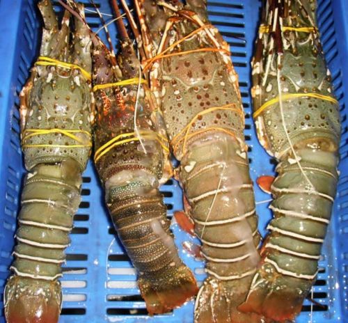 Spiny Lobster, Color : Brown