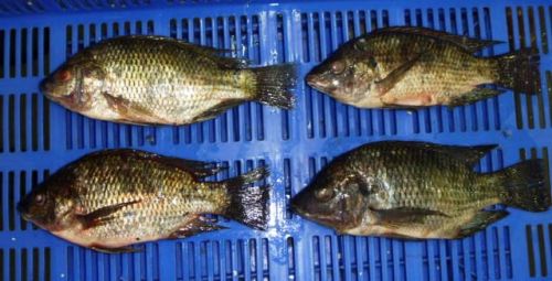 Tilapia Fish, For Cooking, Food, Human Consumption, Style : Fresh