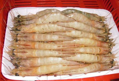 White Prawns