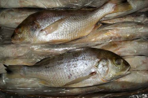 White Snapper Fish, For Cooking, Making Medicine, Style : Fresh