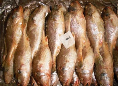 Yellow Croaker Fish, For Cooking, Food, Human Consumption, Making Medicine, Style : Fresh