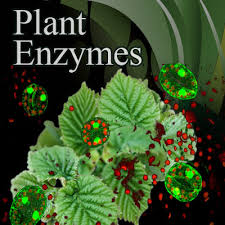 Plant Enzymes