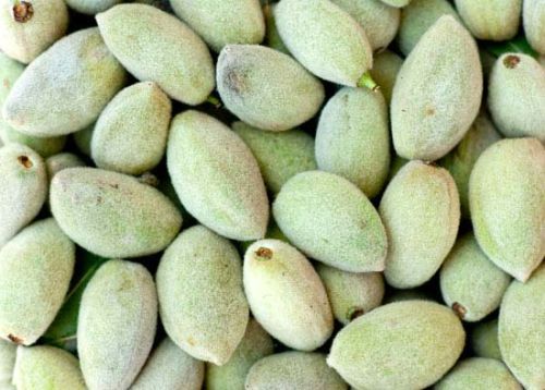 Soft Common Fresh Green Almonds, For Milk, Sweets, Taste : Sweet
