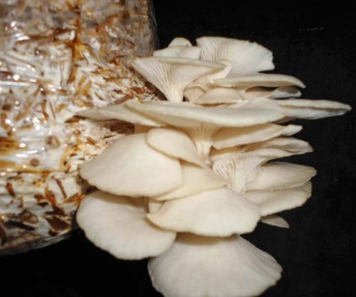 Fresh Oyster Mushroom