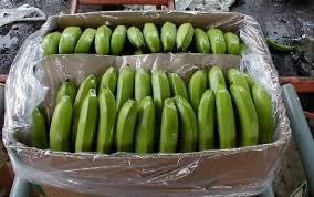 Fresh green banana, Storage : Cool & Dry Place