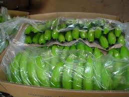 Quality Premium Fresh Green Banana