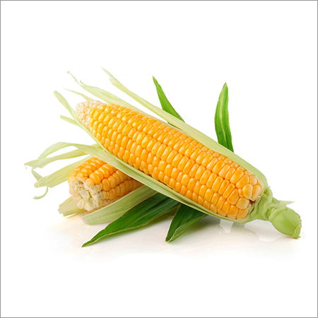 Maize, Packaging Type : Tin Container