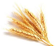 Wheat Seeds