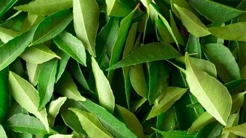 Curry Leaves