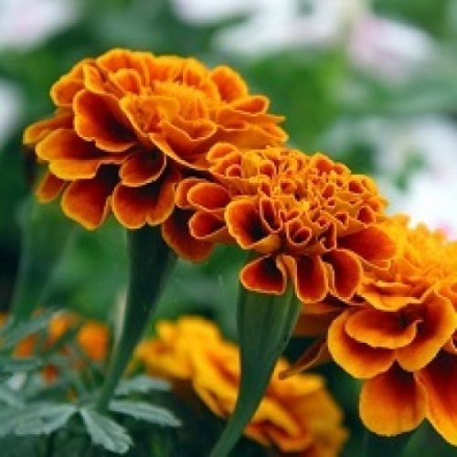 Marigold Flower Extract