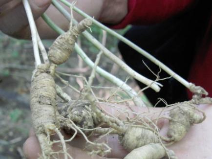 Ginseng