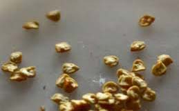 Green Chilli Seeds