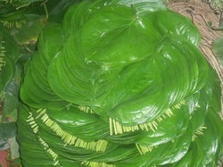 Betel Leaves