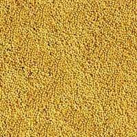 Organic Mustard Seeds