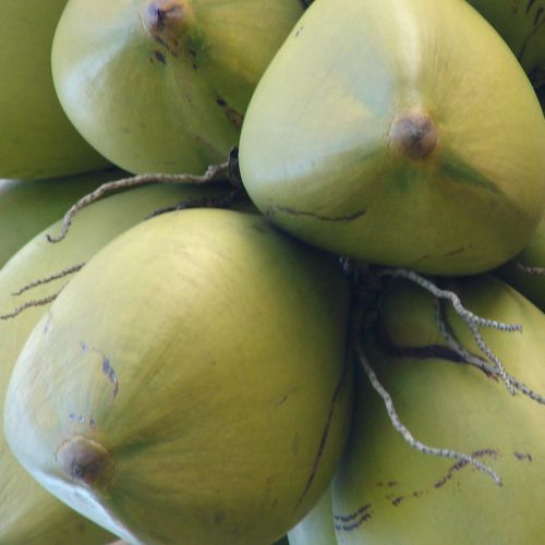 Coconut Water Powder- Contains Minerals