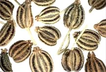 Black Pepper Seeds