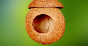 Coconut Bird Feeders