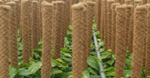 Coir Plant Pole