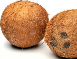 FULLY HUSK COCONUT