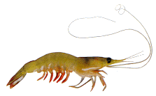 Indian White Prawn